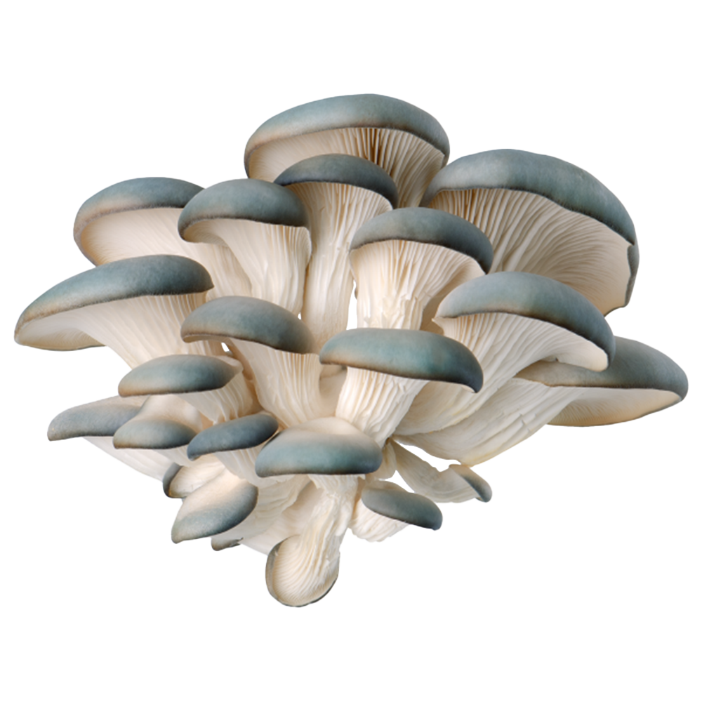 Blue Oyster Mushrooms