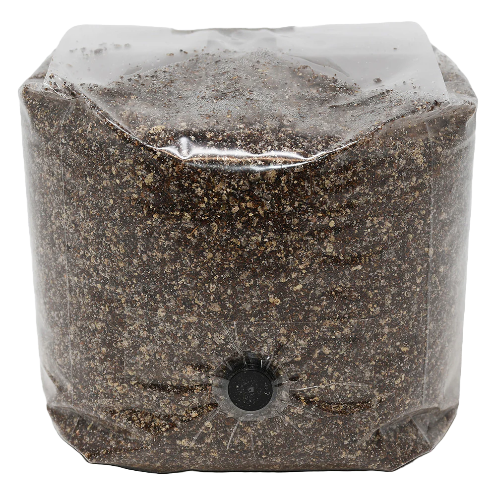 Blue Oyster Grow Kit