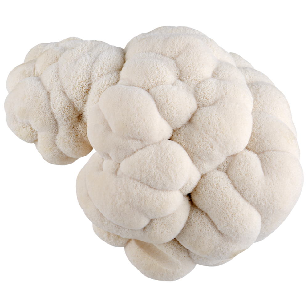 Lion's Mane Mushrooms