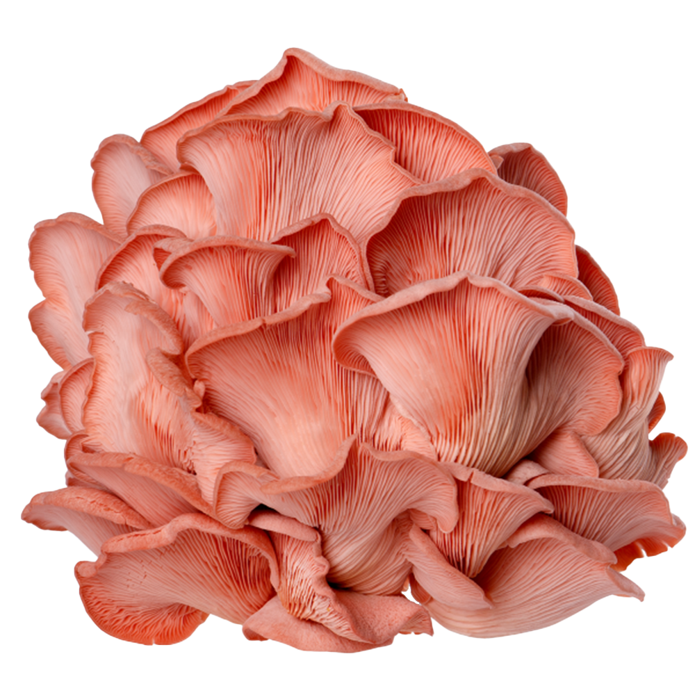 Pink Oyster Mushrooms